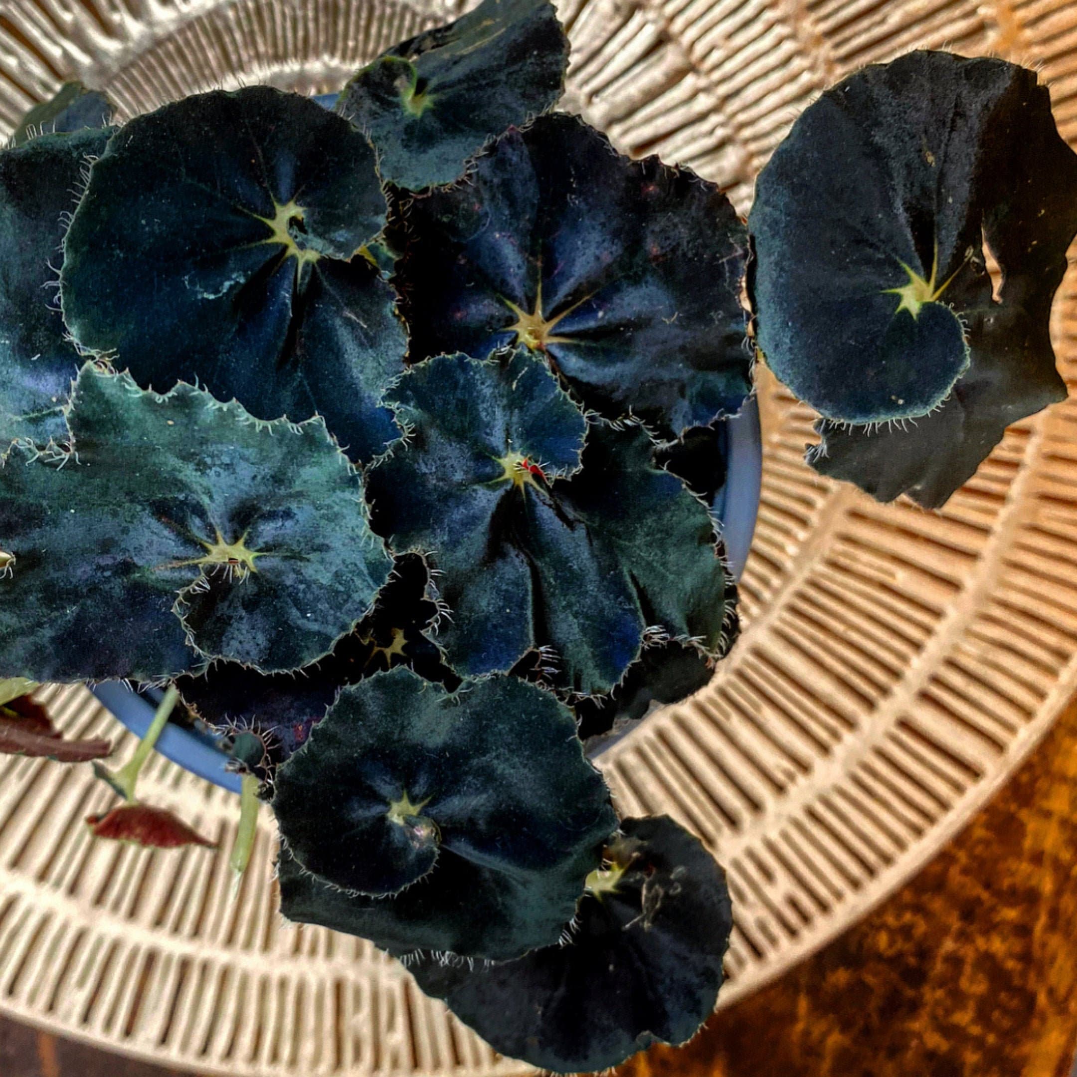 Rare Black Velvet Begonia Midnight Twist Rex Begonia Etsy Singapore