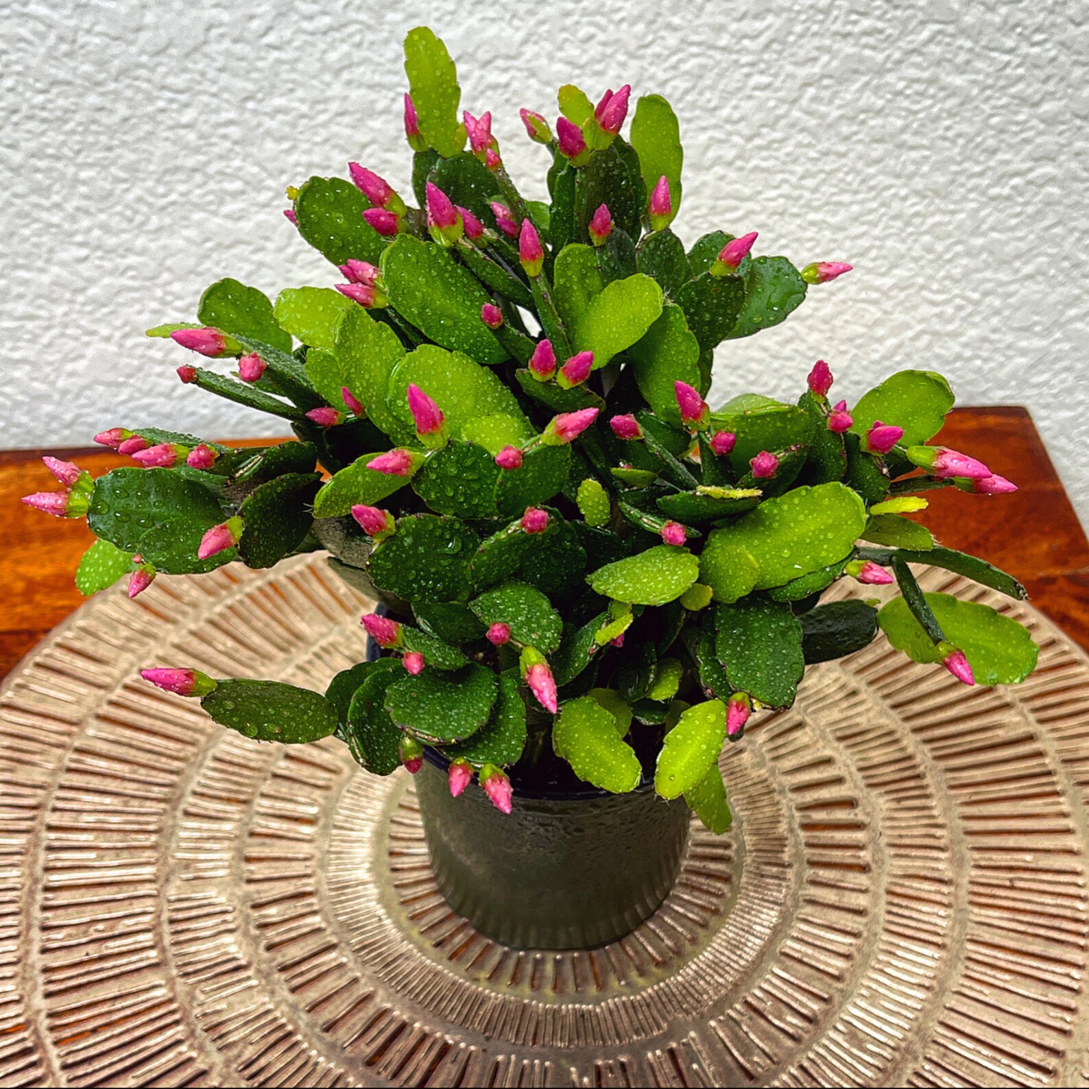 Flowering Spring Cactus Easter Cactus Holiday Zygocactus ...