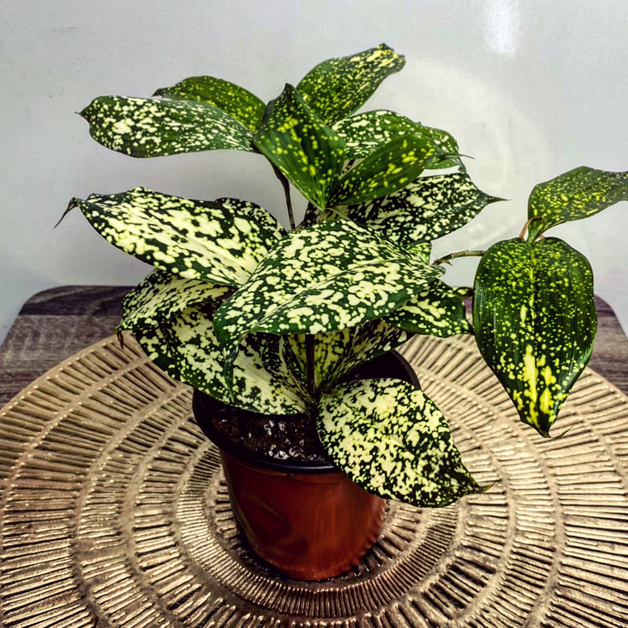 Gold Dust Snake Plant Gold Dust Snake Plant