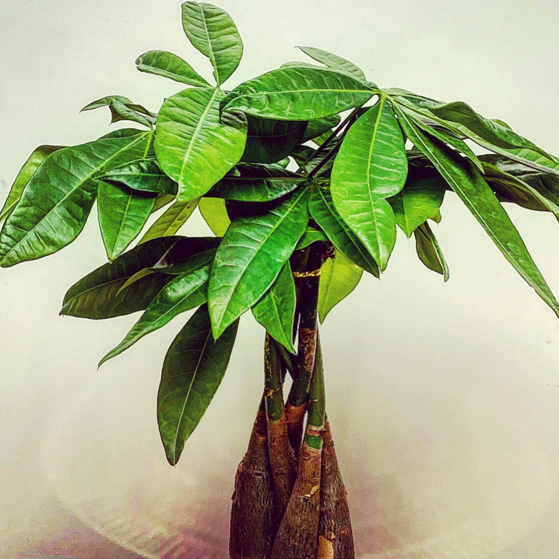 Money Tree Plant Good Luck Tree Feng Shui Houseplant Etsy