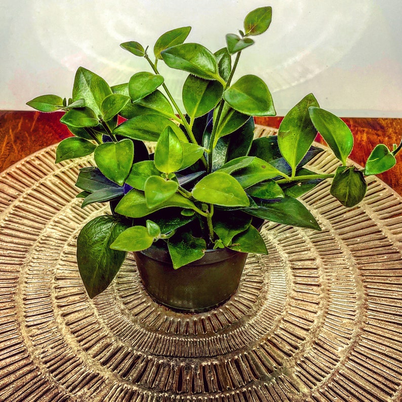 Mona Lisa Lipstick Vine Lobbianthus Red Flowering Tropical Etsy