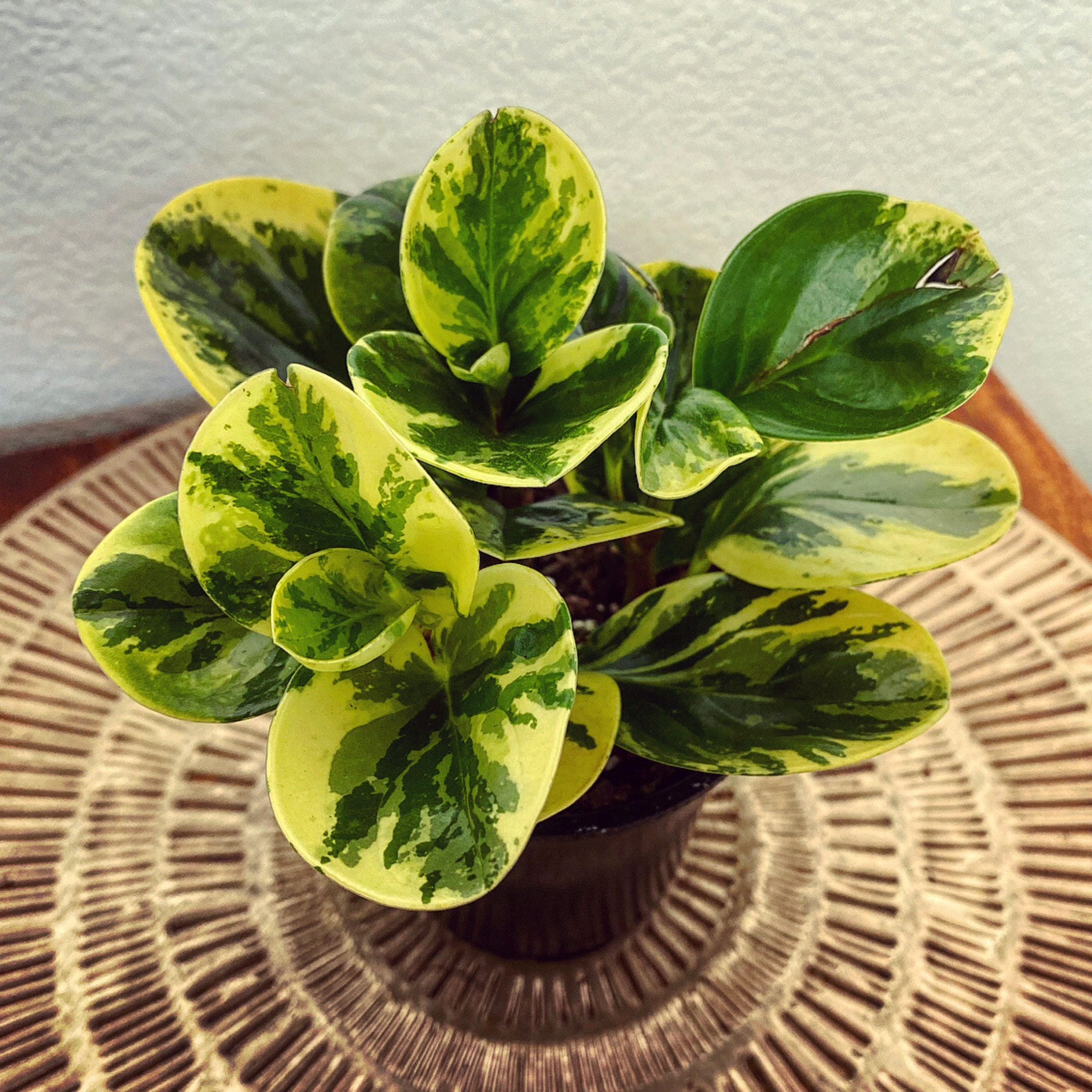 Variegated Baby Rubber Plant Air Purifying Easy Care Pet