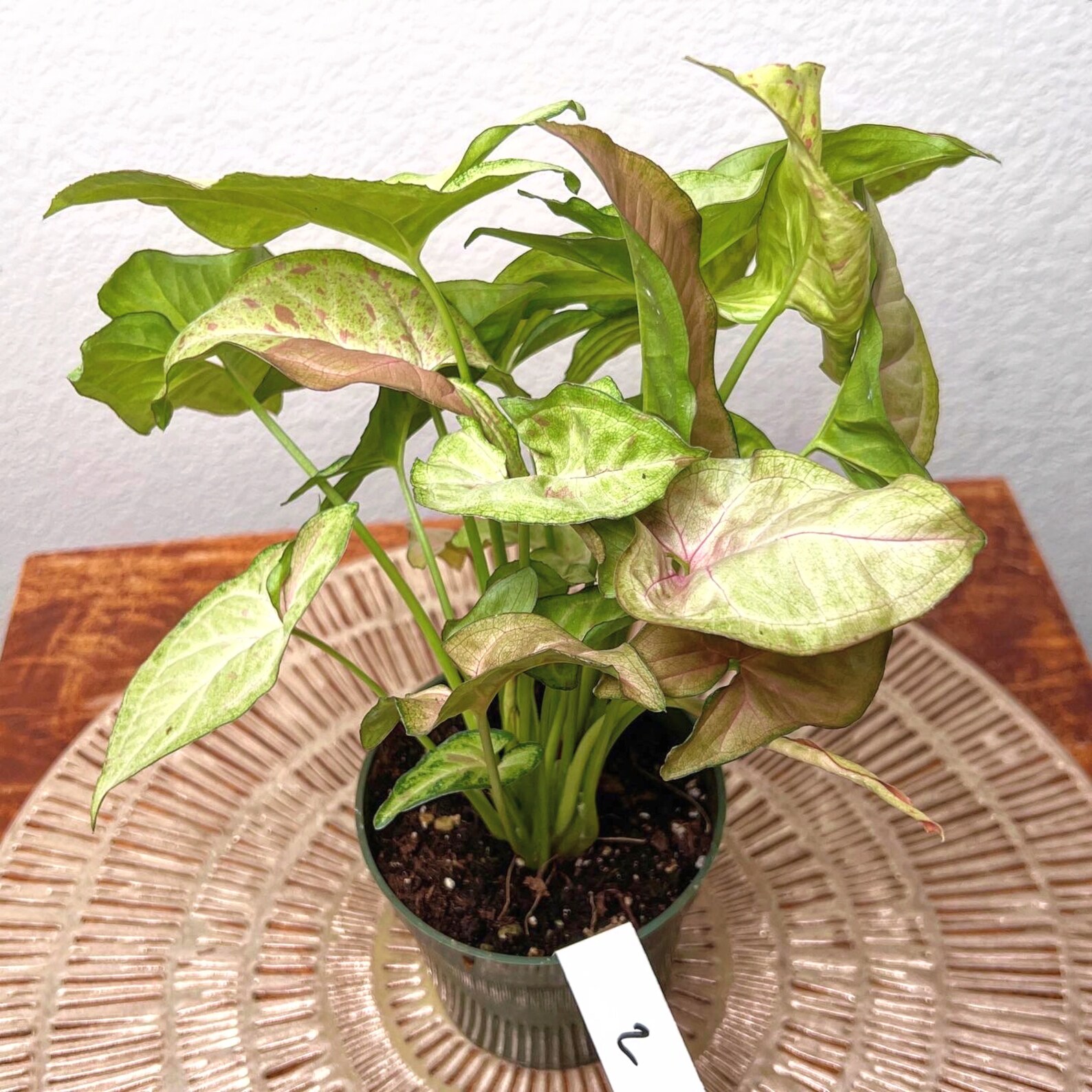 Syngonium Milk Confetti Arrowhead Plant Syngonium Etsy