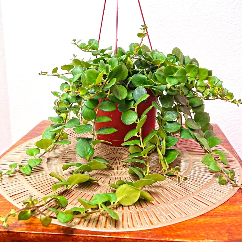 Rare Lipstick Plant 'thai Pink' Aeschynanthus Etsy