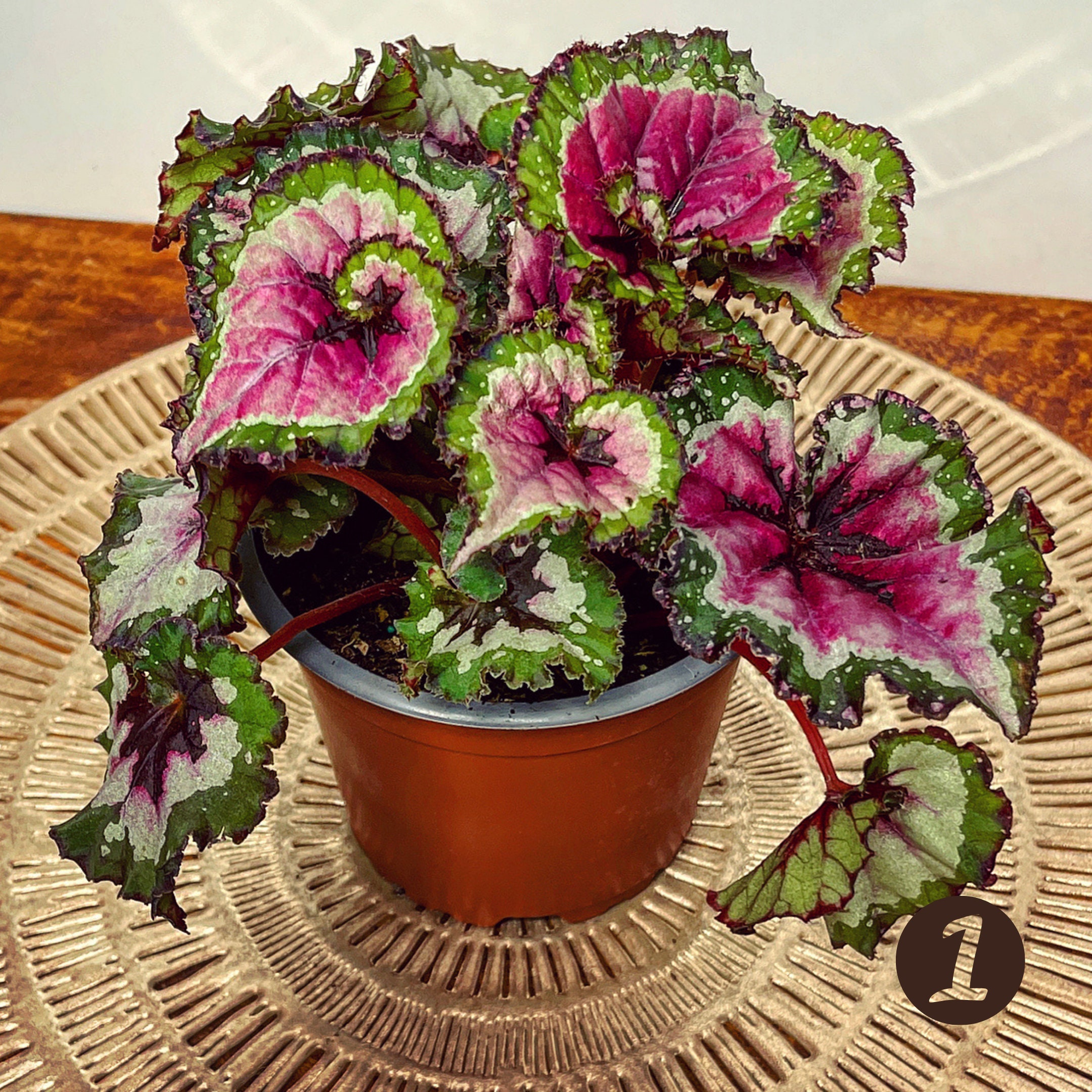 Rex Begonias Rare Rex Hyprids Assorted Rex Begonias Full Etsy