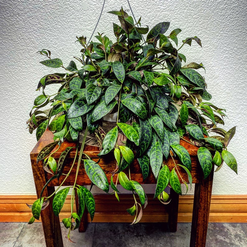 Black Pagoda Rare Variegated Lipstick Plant Exotic Flowering Etsy