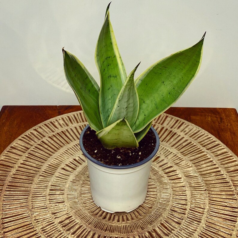 night owl snake plant night owl snake plant