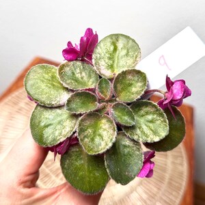 Rare Variegated African Violet | Exact Variegated African Violet Plant in Photo | Pet Safe, Air Purifying, Flowering Live Rare Houseplant