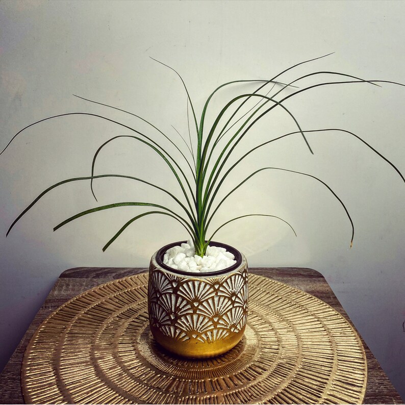 Bonsai Ponytail Palm Beaucarnea Recurvata Caudex Bonsai Etsy