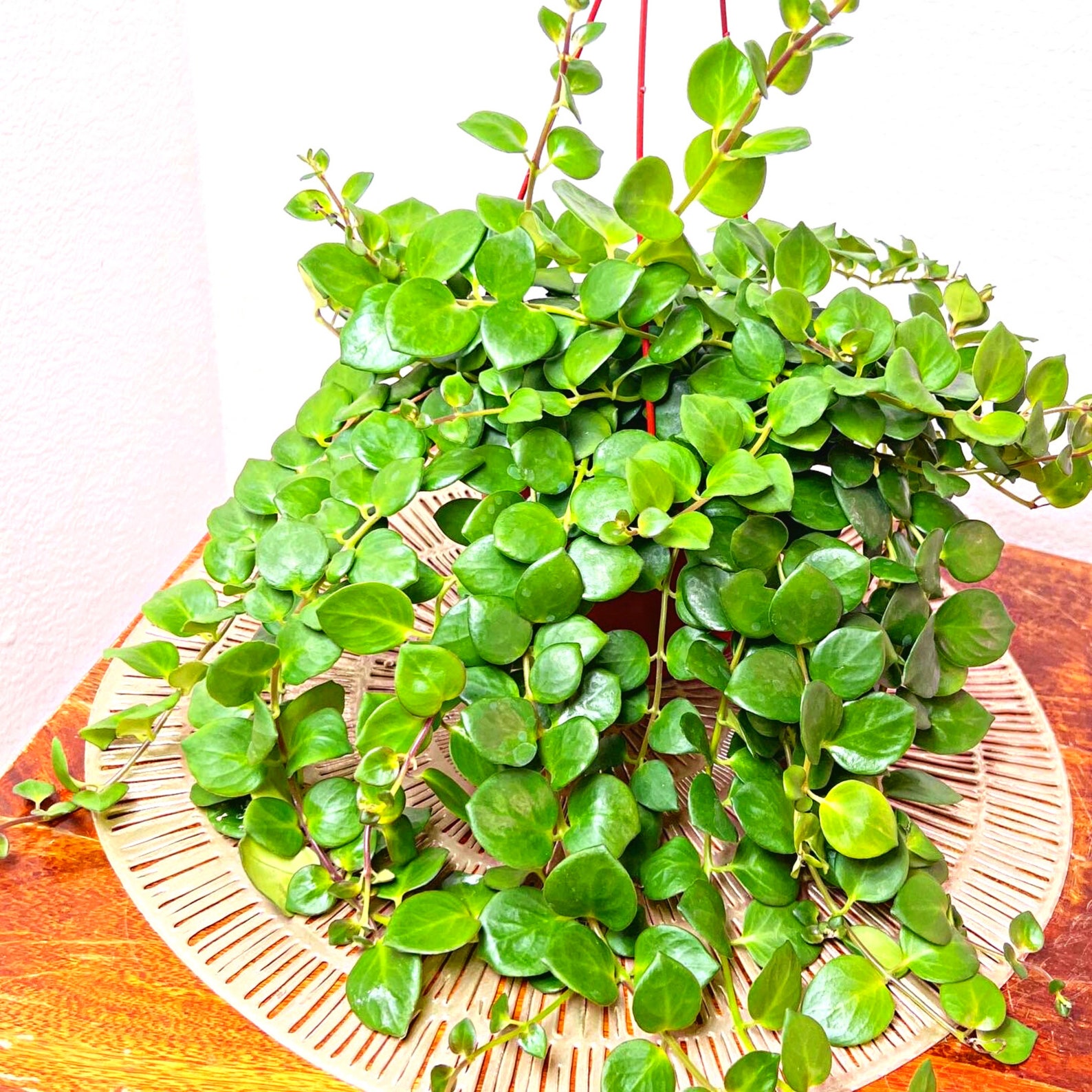 Thai pink lipstick plant