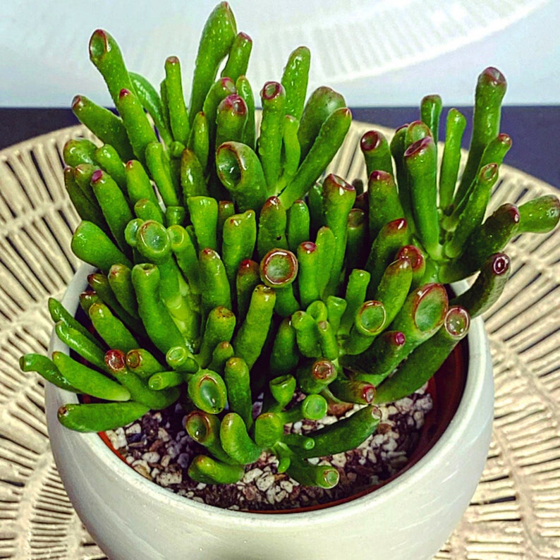 Crassula Ovata Jade Gollum Succulent Lucky Plant 'Money Etsy Crassula Ovata Jade Gollum Succulent Lucky Plant 'Money Etsy