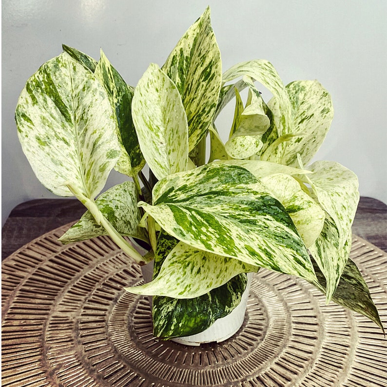 Snow Queen & Marble Queen Pothos Air Purifying Plant Fast Etsy