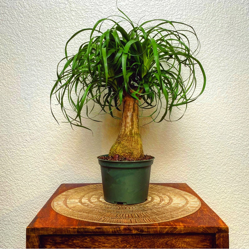 Bonsai Ponytail Palm Beaucarnea Recurvata Caudex Bonsai Etsy