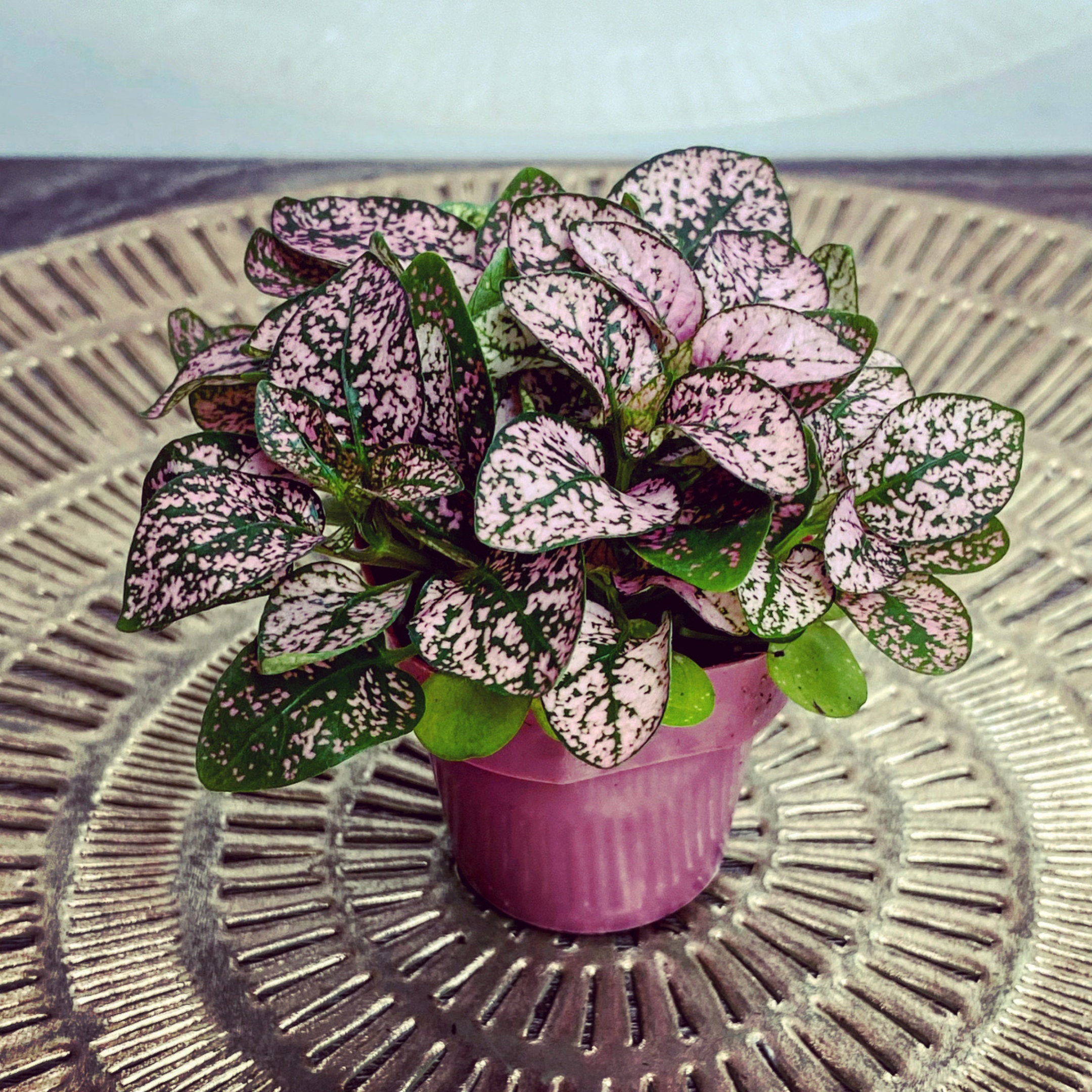 polka dot plant care nz