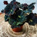 Rare Iridescent Midnight Black Begonia | Satin Spiraled Rippled Leaves | Exact Begonia Species in Photo | 4” Rare Black Rex Begonia | 