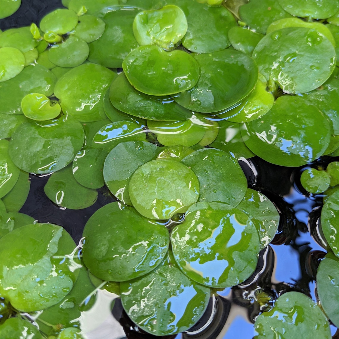 Amazon Frogbit Limnobium Laevigatum Aquatic Pond and Fish