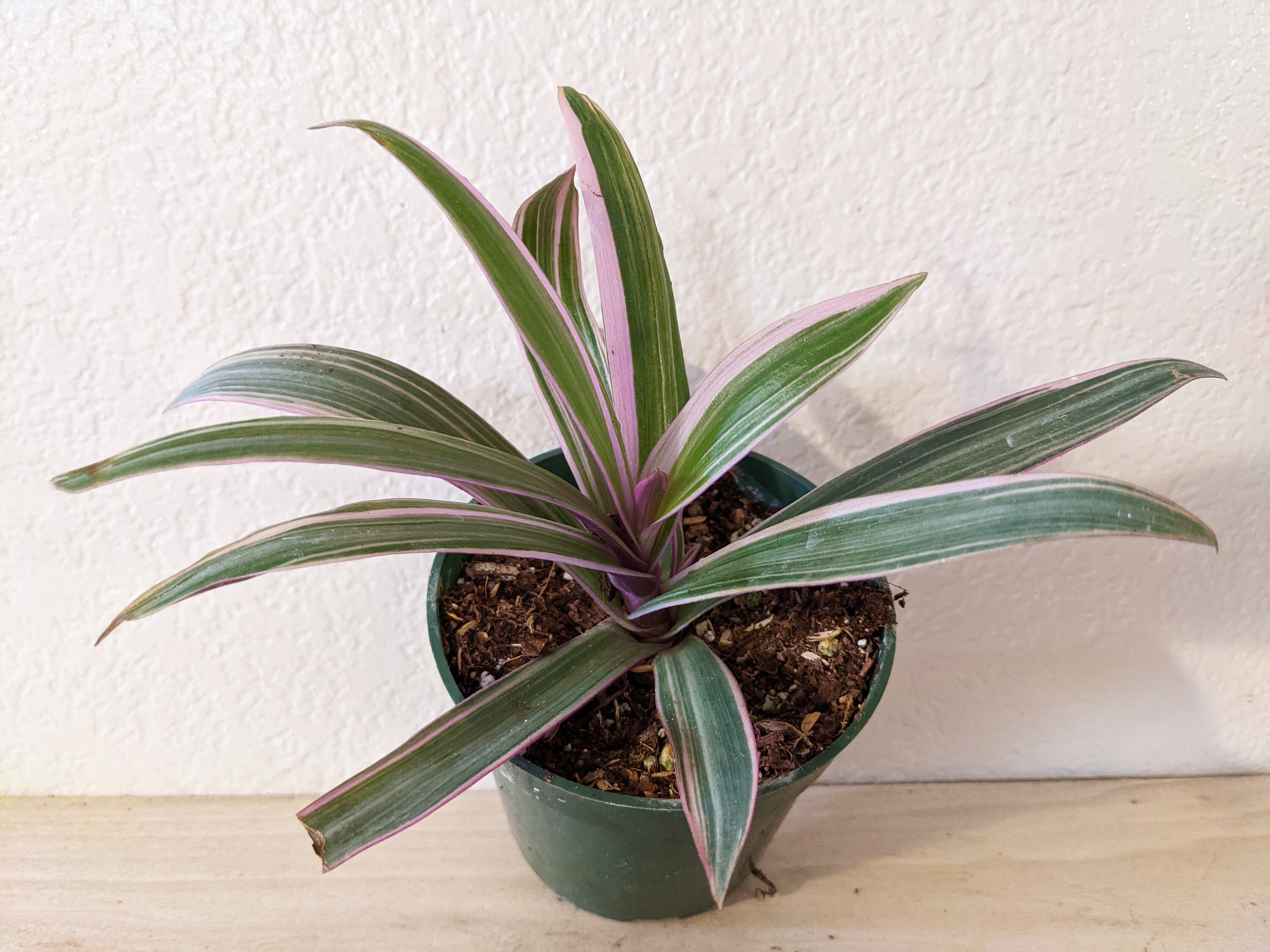 Rhoeo Discolor Tricolor Tradescantia Spathacea 4 Pot Etsy
