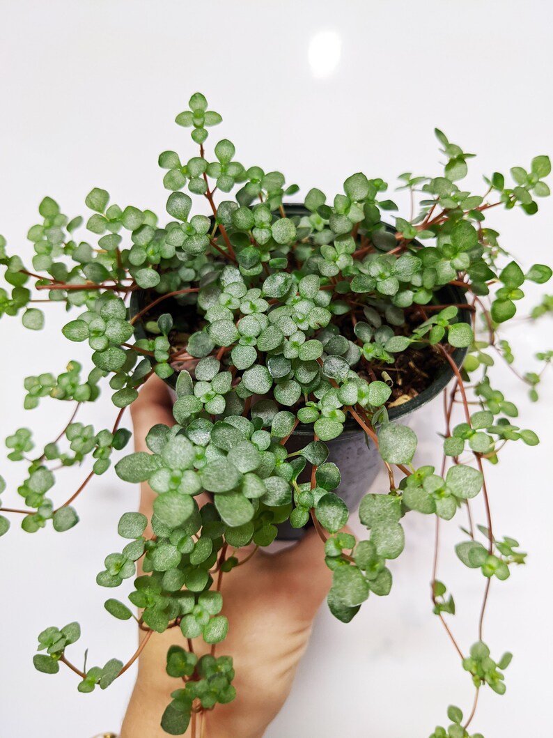 pilea aquamarine pilea aquamarine
