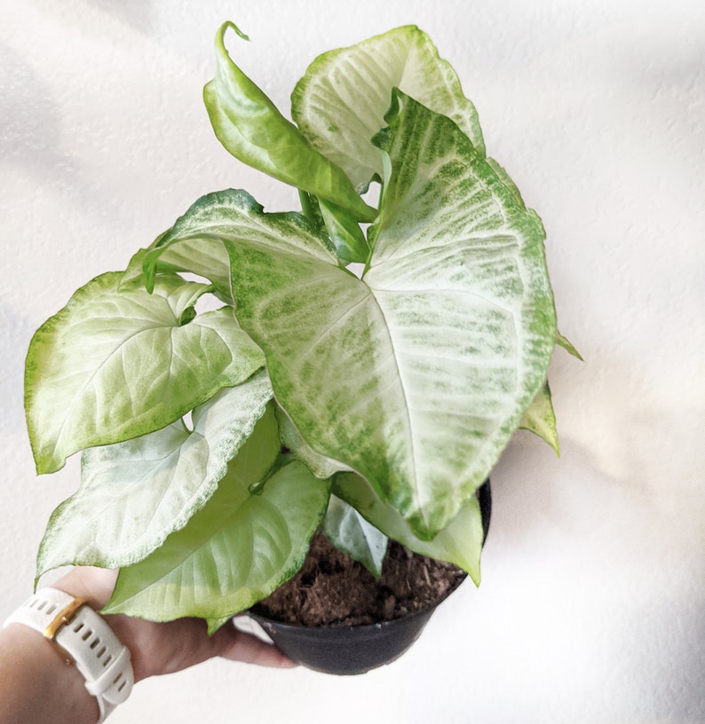 Syngonium White Butterfly Arrowhead Plant 4 Potted Etsy