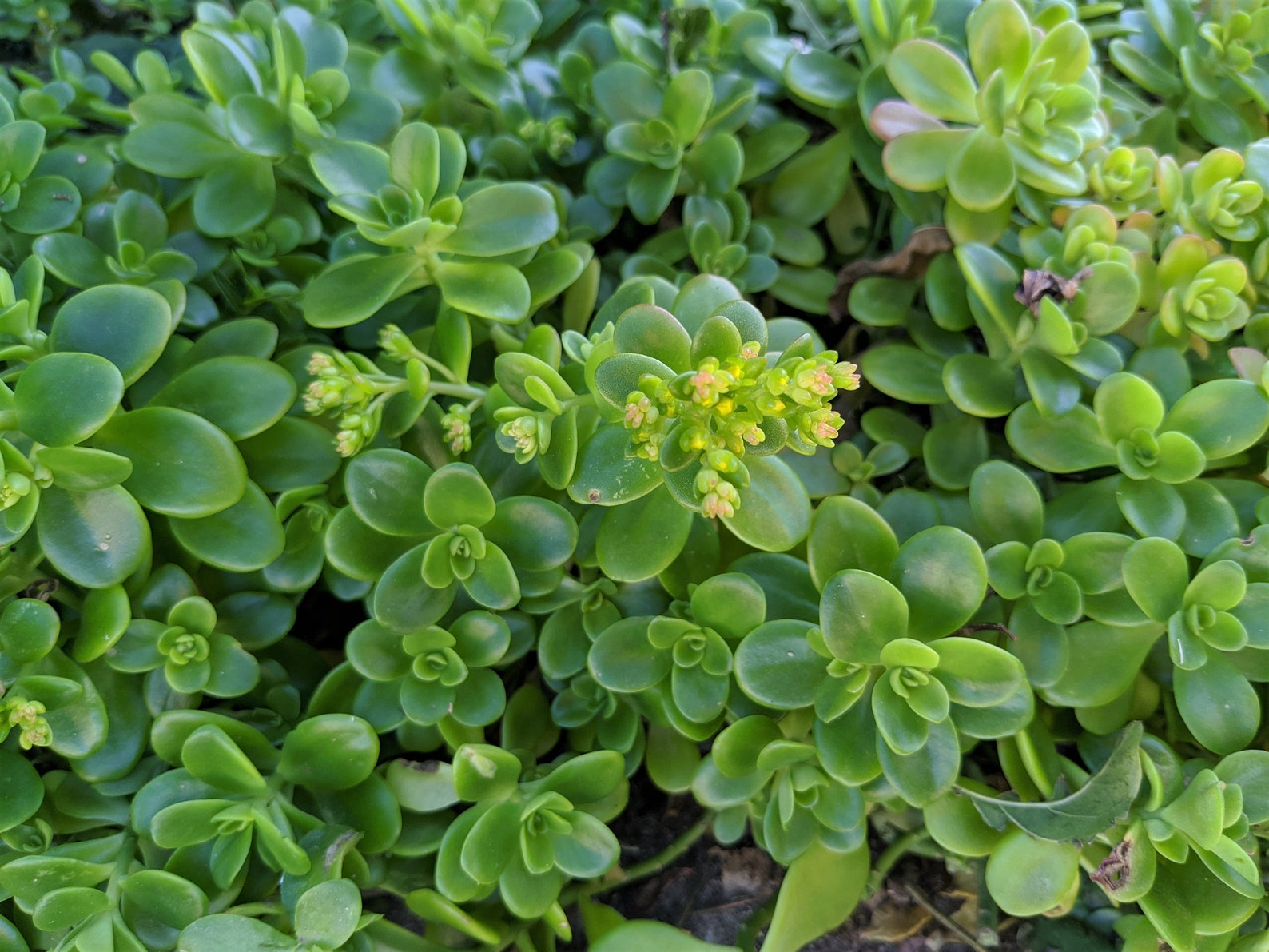 Sedum Confusum Unrooted Cuttings Succulent Ground Cover Etsy