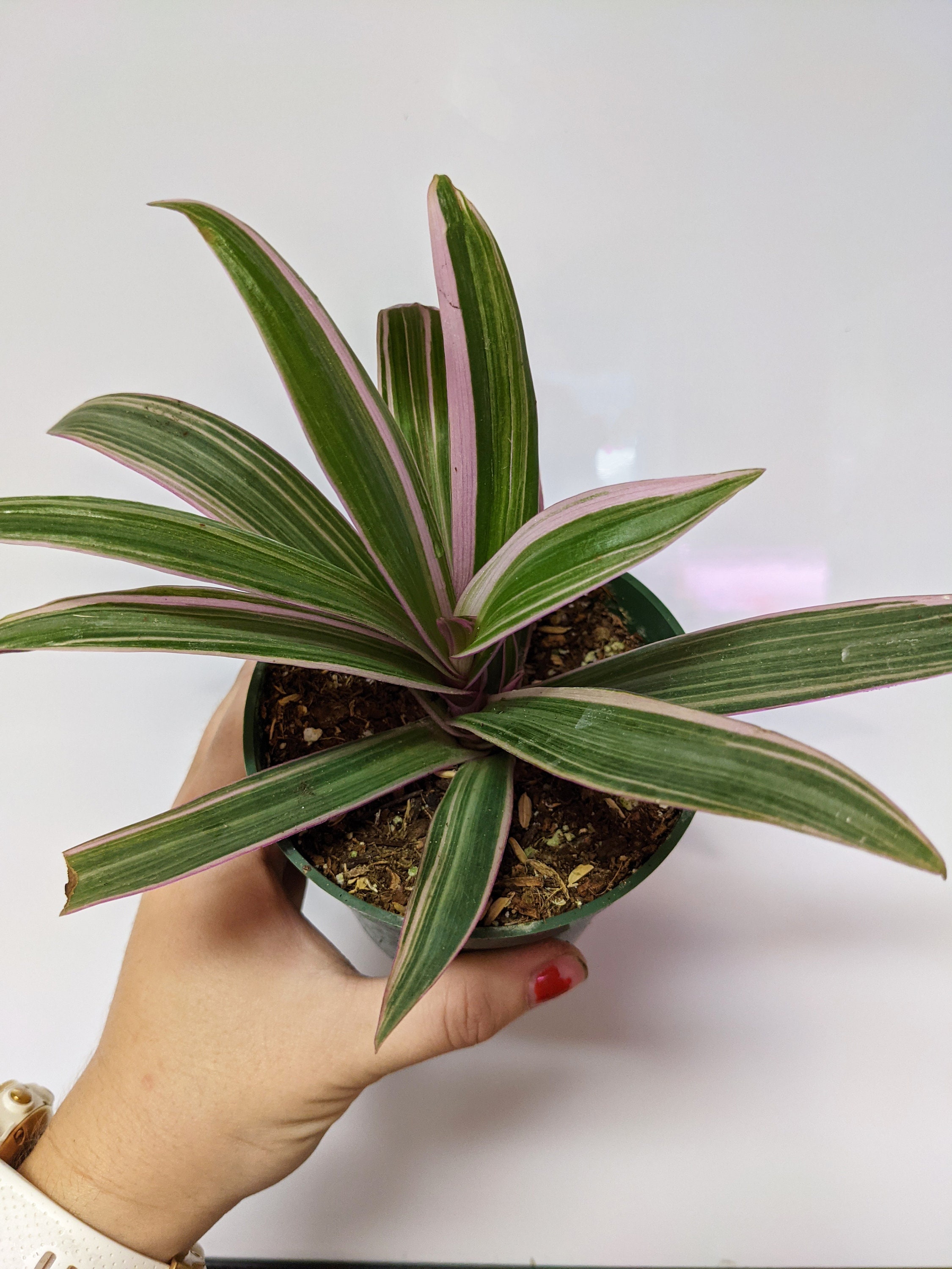 Rhoeo Discolor Tricolor Tradescantia Spathacea 4 Pot Etsy