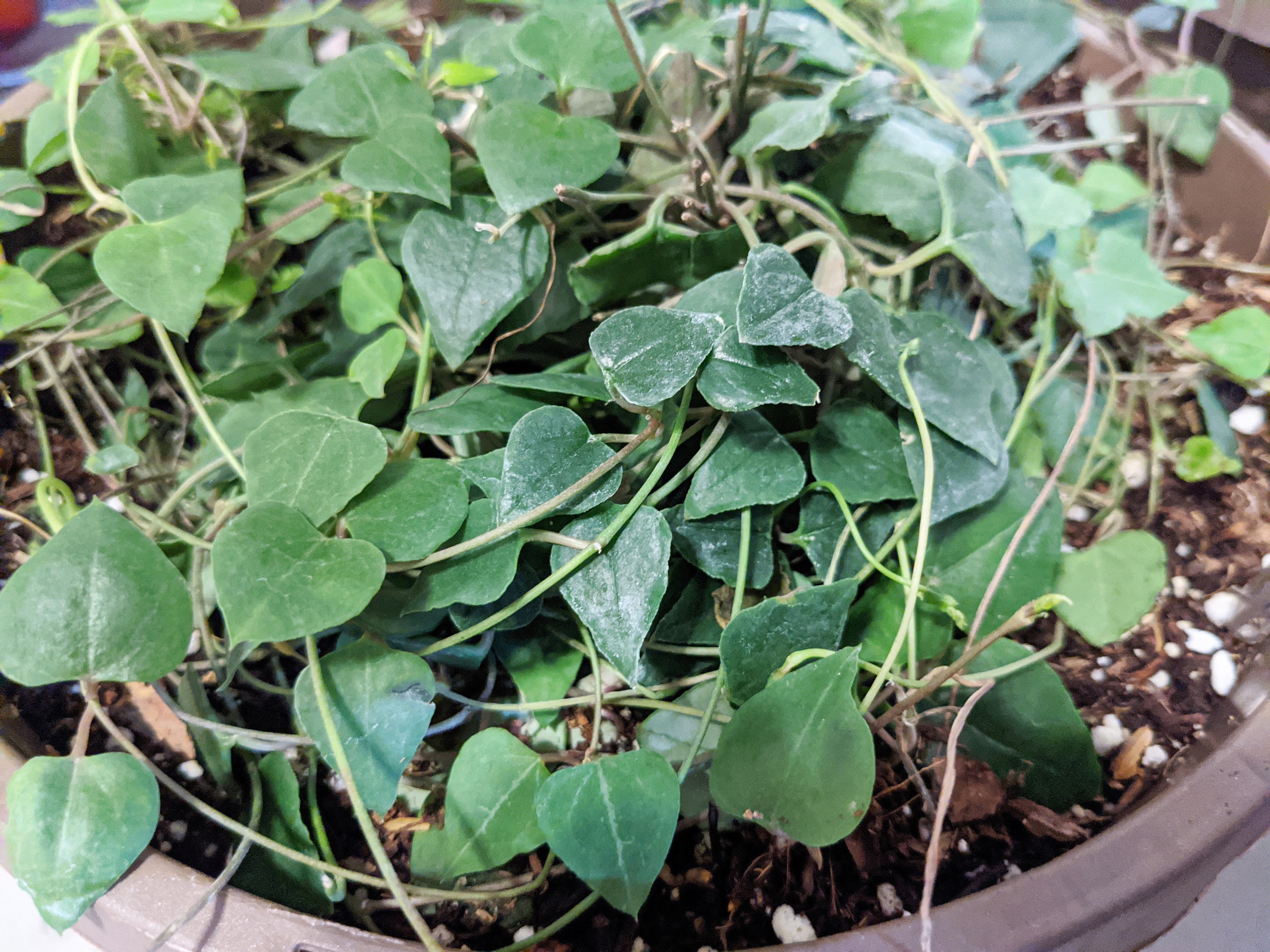 RARE String of Hearts Orange River Ceropegia Woodii Etsy