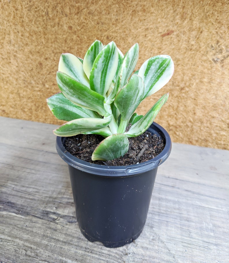 White Variegated Jade Plant Crassula Ovata Variegata Live
