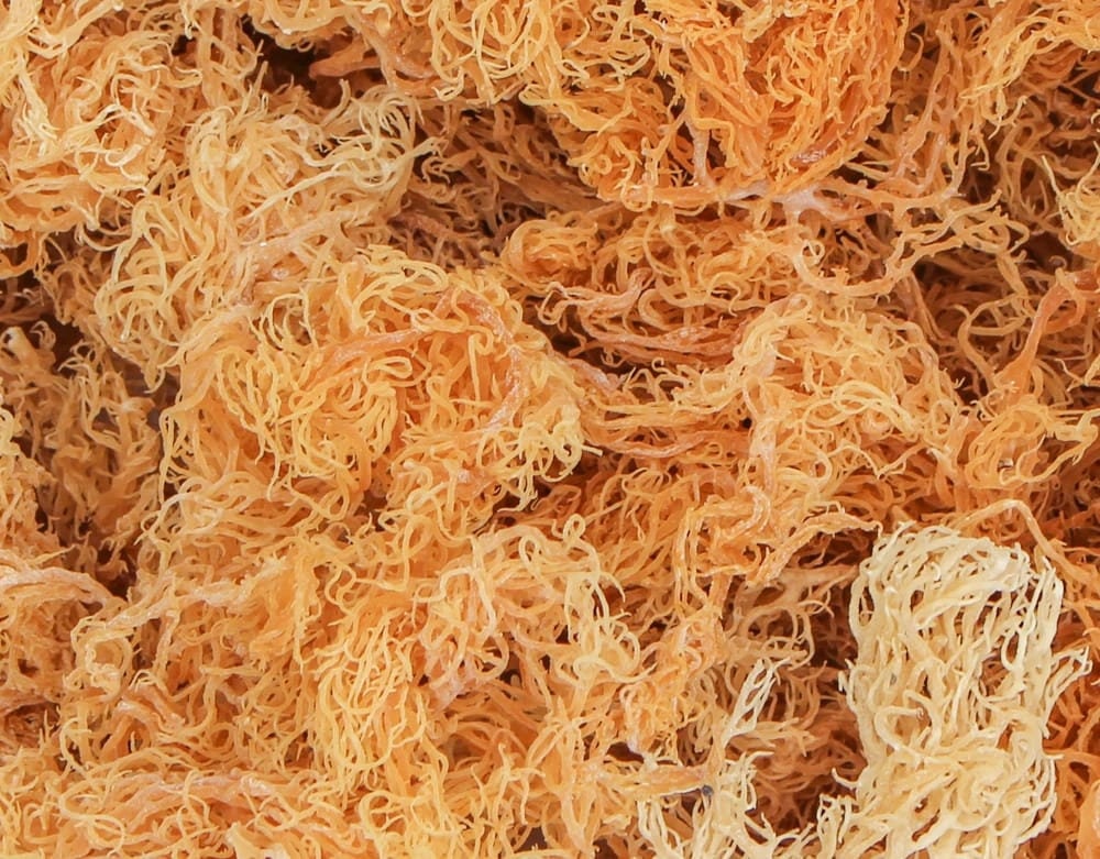 Natural Sea Moss 1lb 100 RAW Wildcrafted Jamaica GURANTEED Etsy