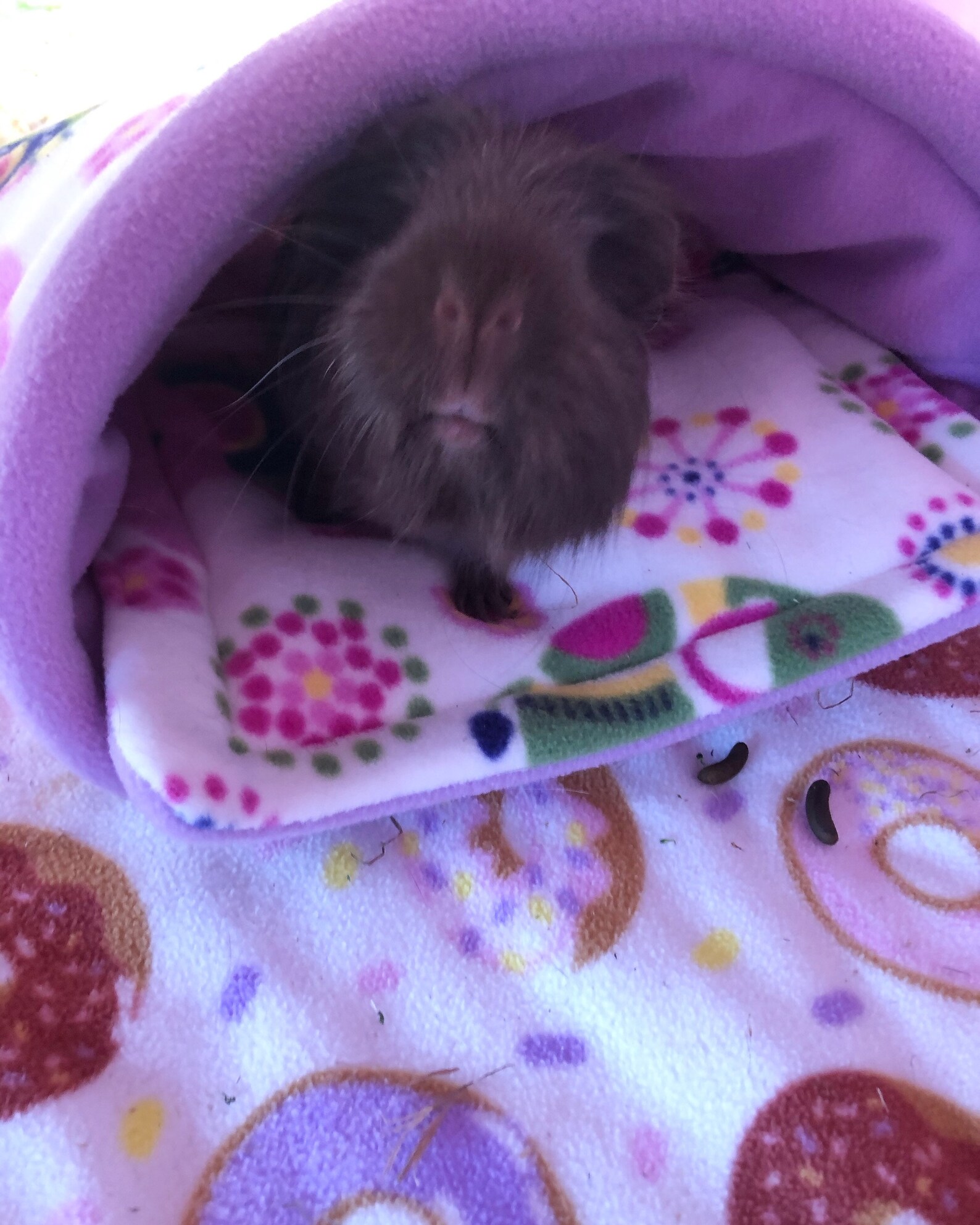 Large Guinea Pig Fleece Set Etsy