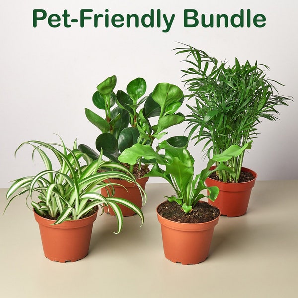 Pet-Friendly Houseplants For Sale | Live Plants For Pets | Indoor Pet Friendly Plants | Live Indoor Plant Bundles