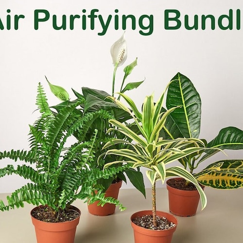 Air Purifying Houseplants Bundle Pack Plants That Clean Air Etsy