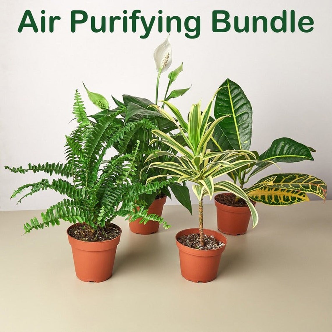 Air Purifying Houseplants Bundle Pack Plants That Clean Air Etsy