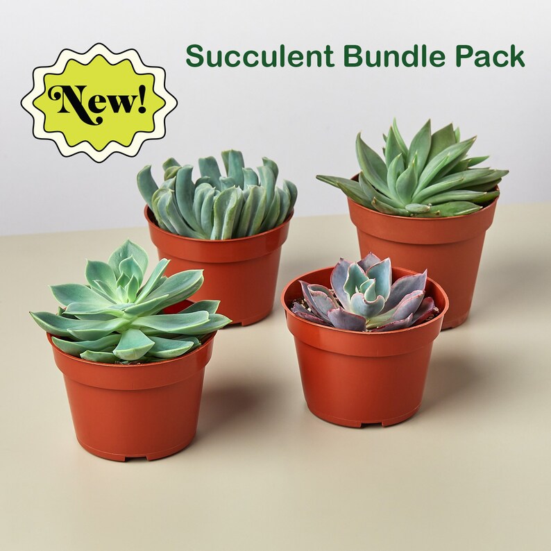 Easy Care Houseplants Bundle Pack PetFriendly Houseplants Etsy