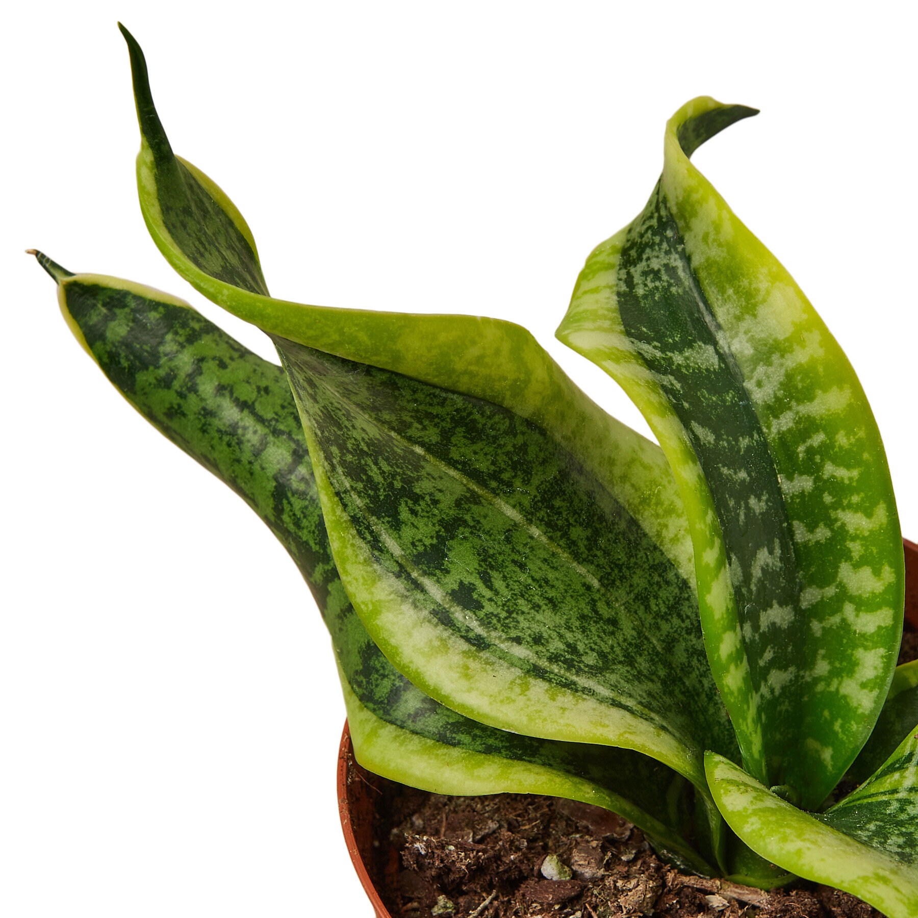 Emerald star snake plant