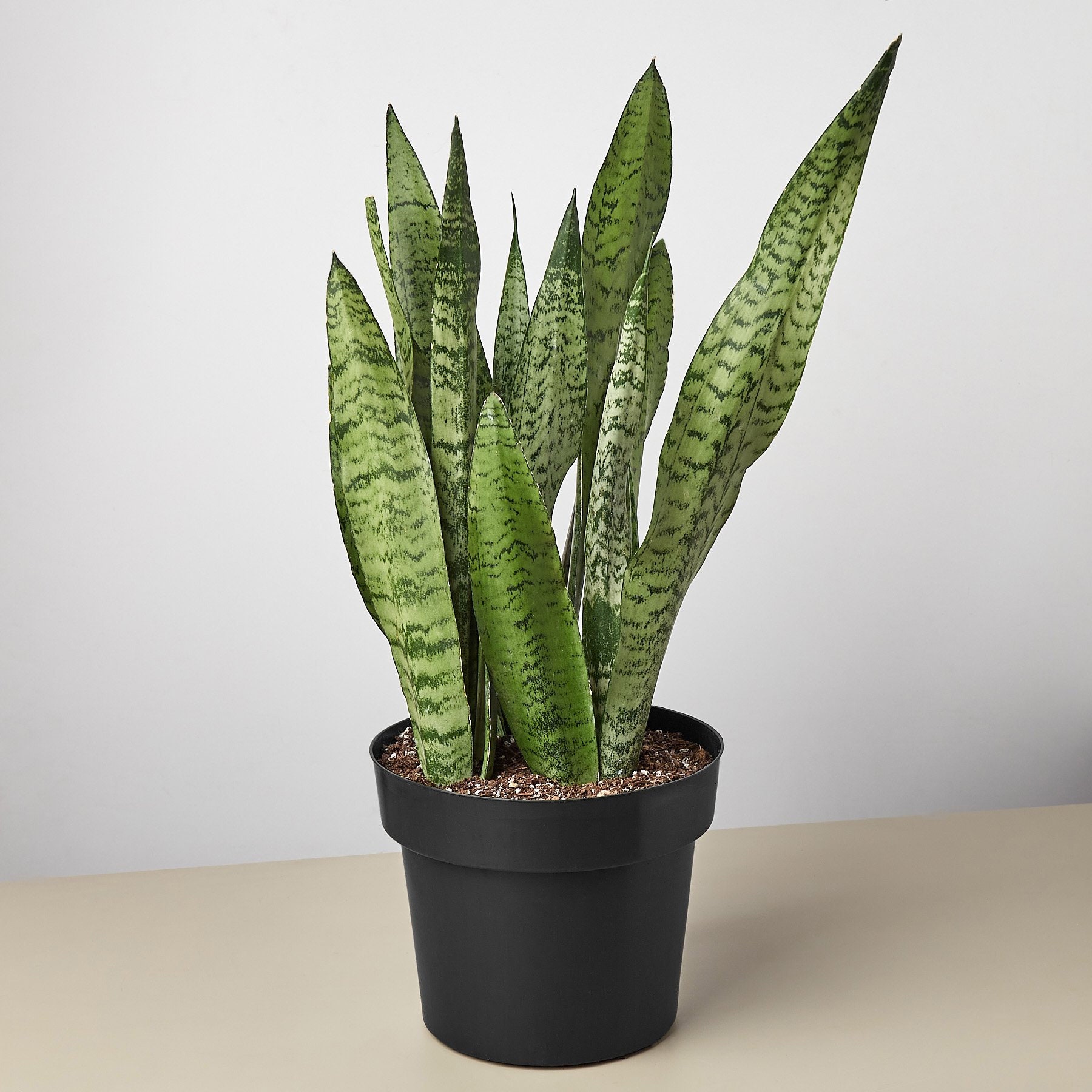 Locate A Snake Plant Haven: Find A Nursery Near You