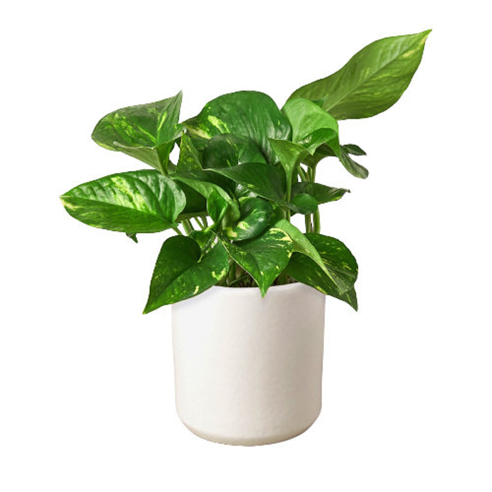 Golden Pothos Potted in 4 White Cylinder Pot Live Etsy