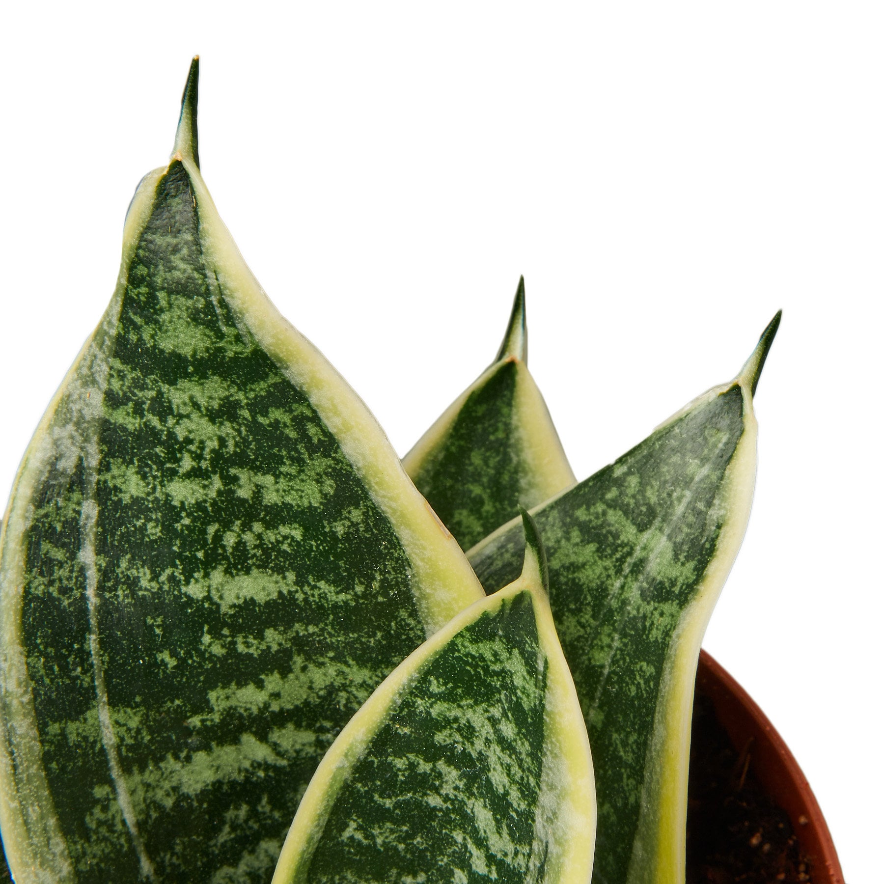 Emerald star snake plant