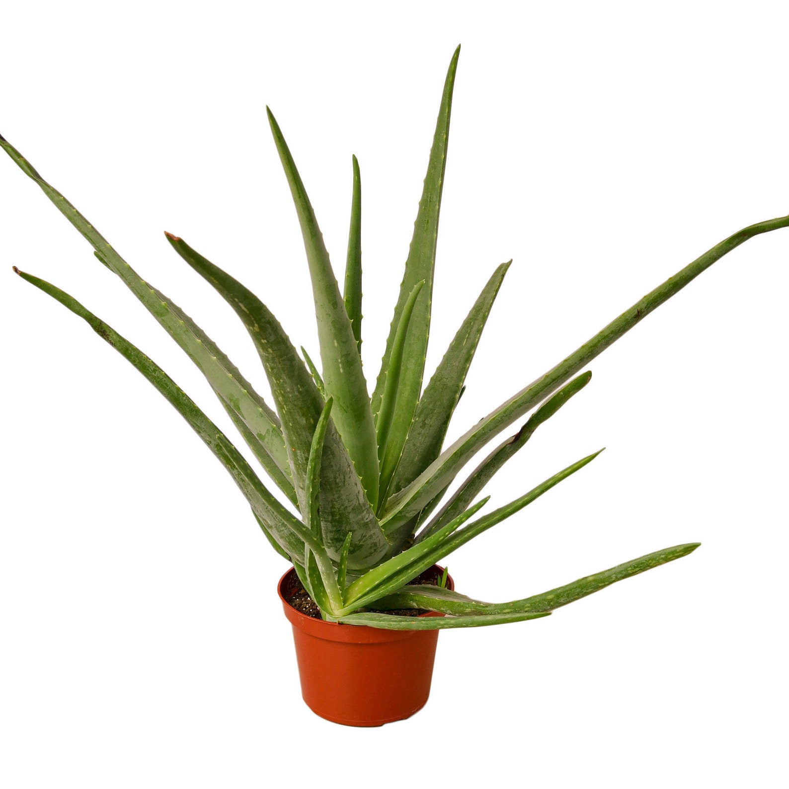 18 Tall Live Aloe Vera Extra Large Aloe Vera Live Etsy
