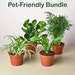 Pet-Friendly Houseplants For Sale | Live Plants For Pets | Indoor Pet Friendly Plants | Live Indoor Plant Bundles 