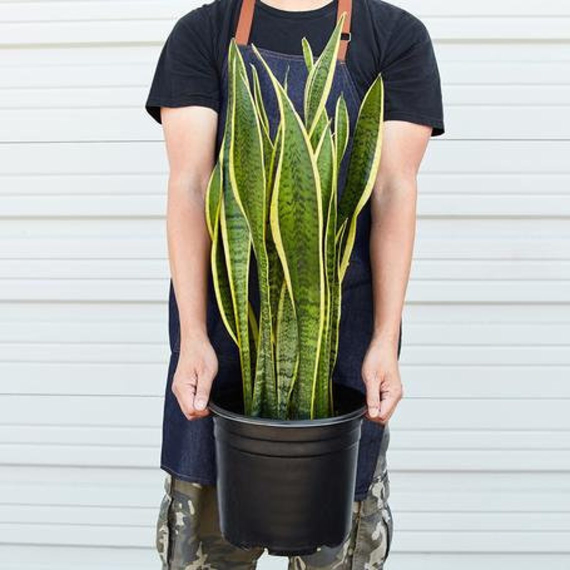 Where To Buy A Snake Plant Near Me