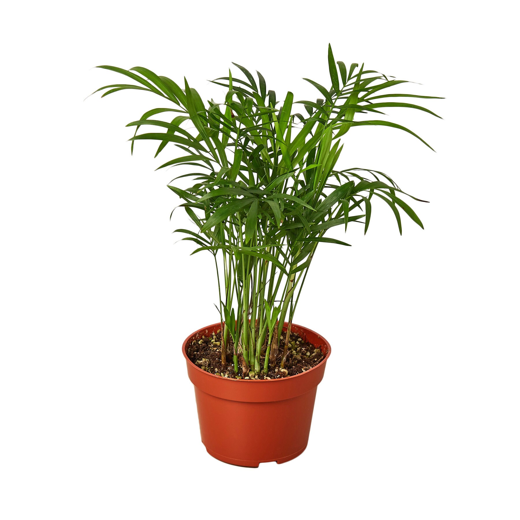 Live Parlor Palm Tree Potted in Nursery Pot Easy Care Etsy