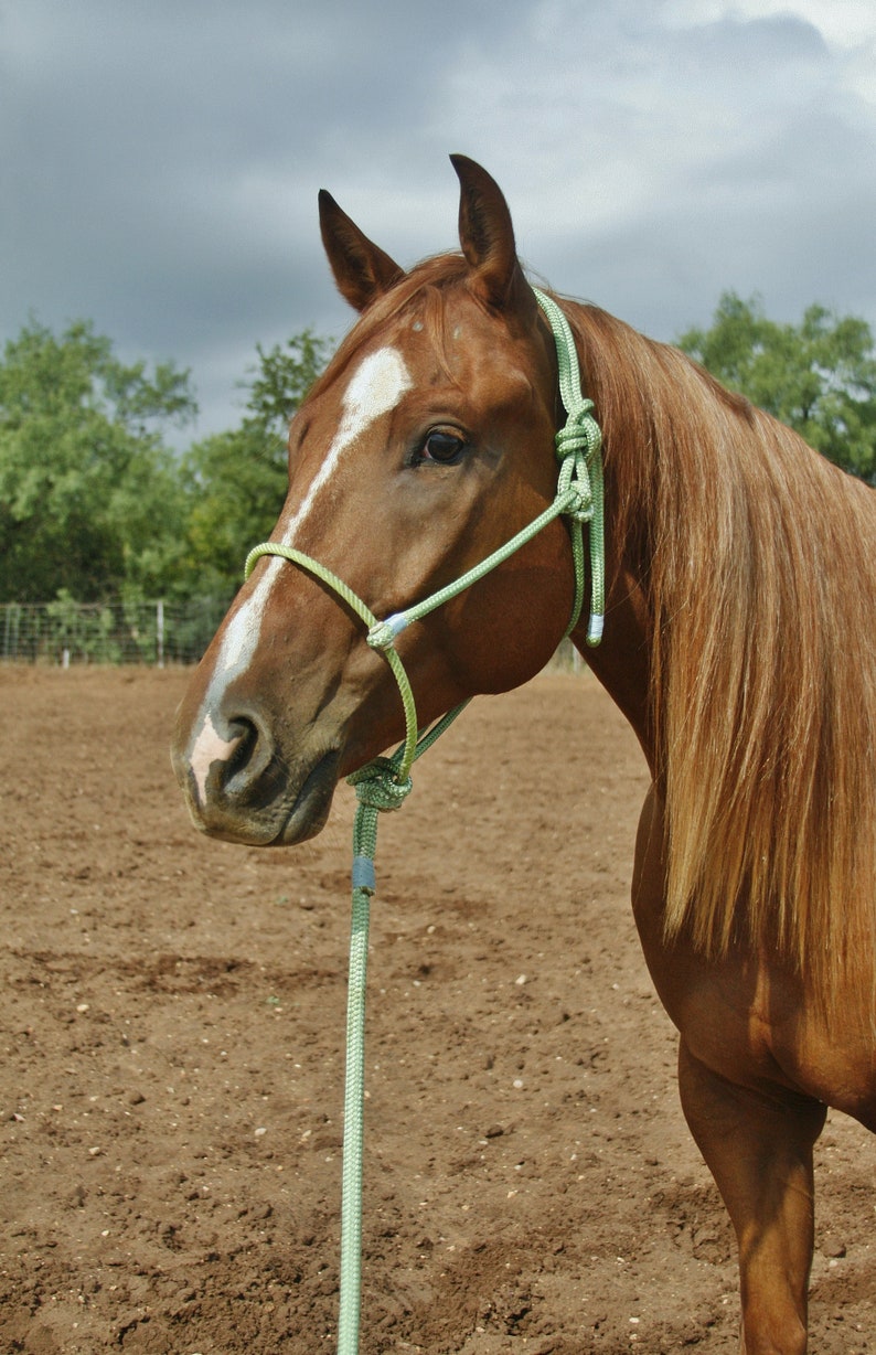 Custom Lariat Nose Rope Halter Etsy