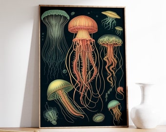 ヴィンテージのクラゲポスター、海洋生物アートプリント