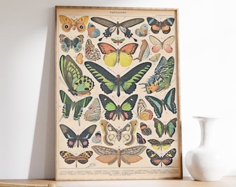 Adolphe Milliot Vintage Butterfly Art Poster, Botanical Print