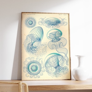 Póster vintage de medusas, arte oceánico, impresión de vida salvaje, arte de coral, naturaleza, arte botánico, arte marino, idea de regalo, impresión náutica, A1/A2/A3/A4