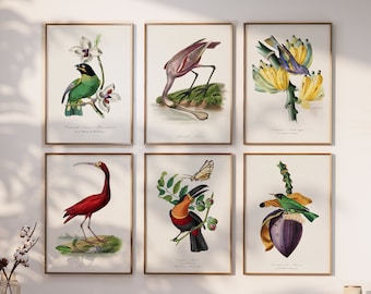 Conjunto de láminas botánicas vintage, arte mural de aves y flores.