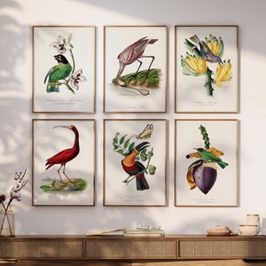 Juego de 6 impresiones botánicas para pared de galería, pósteres de aves vintage, decoración floral para pared de galería, arte de la naturaleza, impresiones de pared, juegos de pósteres, A1/A2/A3/A4