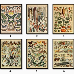 Conjuntos de carteles botánicos de Adolphe Millot, decoración de pared vintage, arte gastronómico, estampado animal, decoración de cocina, póster de comida y bebida, regalo, A1/A2/A3/A4