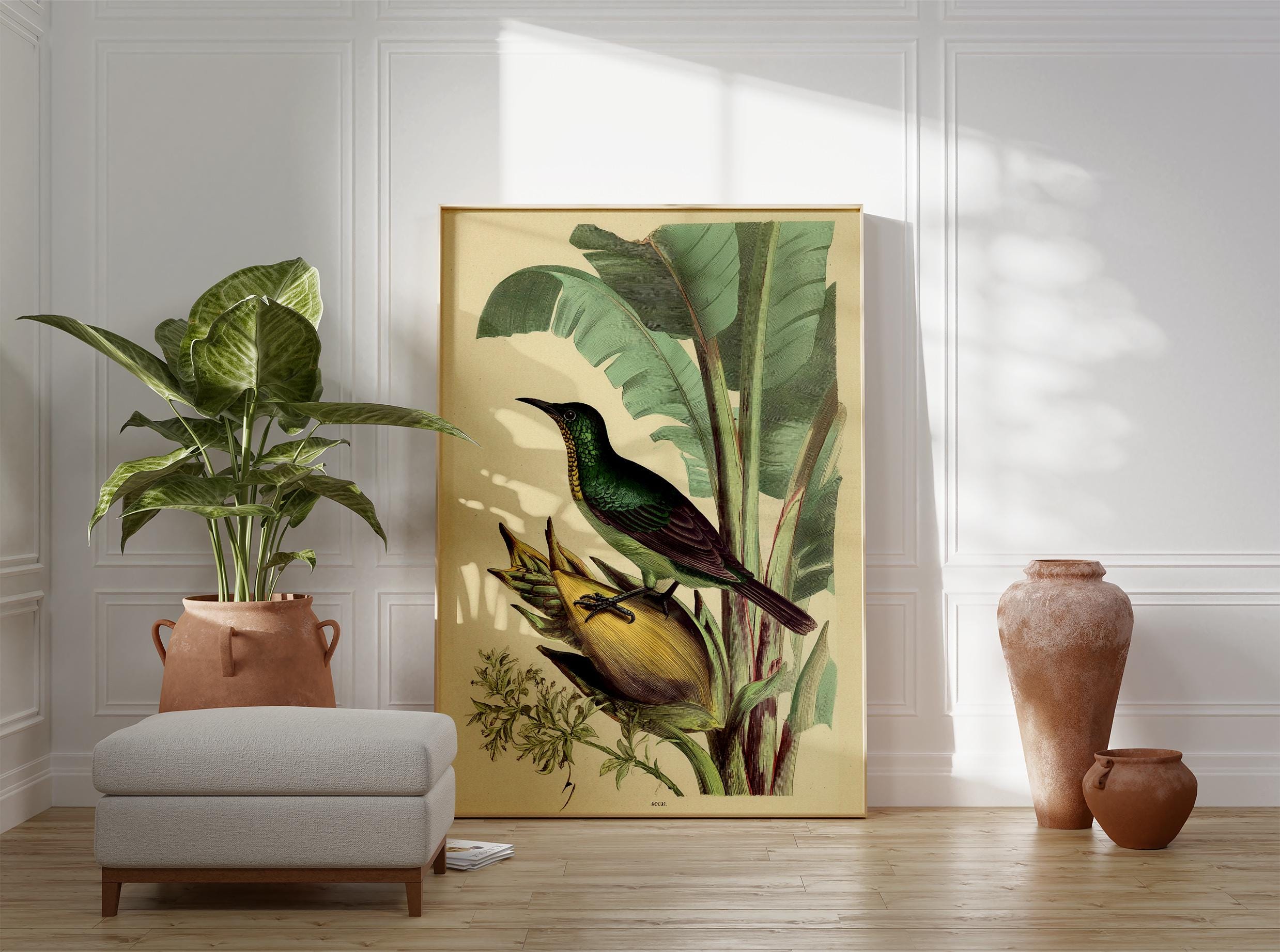Vintage Tropical Bird Print, Antique Natural History Wall Art