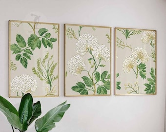 May include: Three framed botanical art prints. Each print features a beige background with green leaves and white flower clusters. The frames are gold-coloured, adding a touch of elegance to the wall decor.